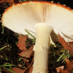 Amanita muscaria at Turner, ACT - 6 May 2022