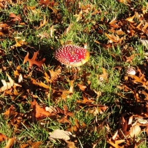 Amanita muscaria at Turner, ACT - 6 May 2022