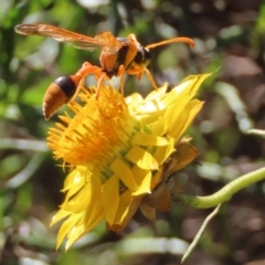 Delta bicinctum (Potter wasp) at Sutton, NSW - 8 May 2022 by Whirlwind