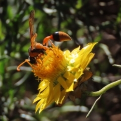 Delta bicinctum at Sutton, NSW - 8 May 2022