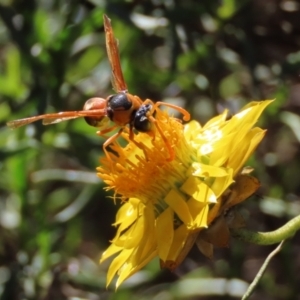 Delta bicinctum at Sutton, NSW - 8 May 2022