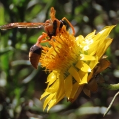 Delta bicinctum at Sutton, NSW - 8 May 2022