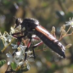 Chrysopogon muelleri (Robber fly) at Paddys River, ACT - 23 Jan 2022 by michaelb