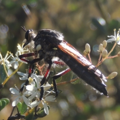 Chrysopogon muelleri (Robber fly) at Tidbinbilla Nature Reserve - 23 Jan 2022 by michaelb