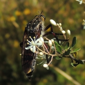 Chrysopogon muelleri at Paddys River, ACT - 23 Jan 2022