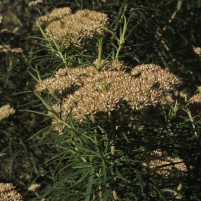 Cassinia longifolia (Shiny Cassinia, Cauliflower Bush) at Paddys River, ACT - 23 Jan 2022 by michaelb