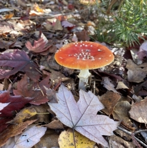 Amanita muscaria at Bright, VIC - 9 May 2022 10:59 AM