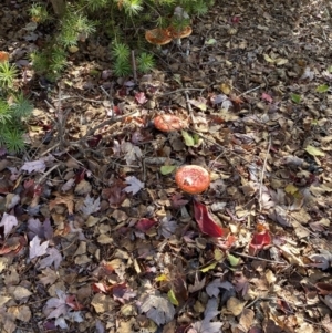 Amanita muscaria at Bright, VIC - 9 May 2022 10:59 AM