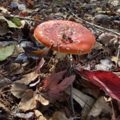 Amanita muscaria at Bright, VIC - 9 May 2022 10:59 AM