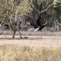 Grus rubicunda (Brolga) at Thargomindah, QLD - 9 May 2022 by AaronClausen