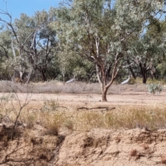 Grus rubicunda at Thargomindah, QLD - 9 May 2022