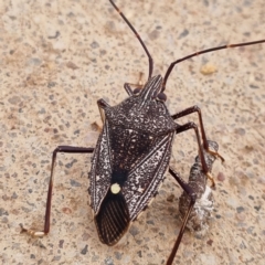 Theseus modestus (Gum tree shield bug) at Thargomindah, QLD - 9 May 2022 by AaronClausen