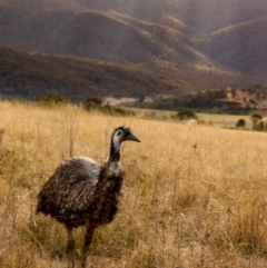 Dromaius novaehollandiae (Emu) at Tidbinbilla Nature Reserve - 8 May 2022 by Boagshoags