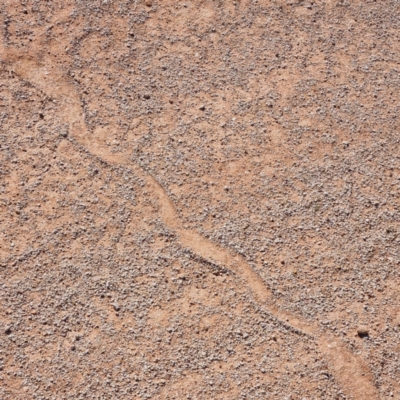 Unverified Snake at Tibooburra, NSW - 4 May 2022 by AaronClausen