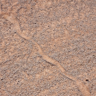 Unidentified Snake at Sturt National Park - 4 May 2022 by AaronClausen