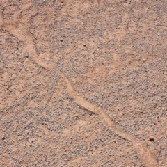 Unidentified Snake at Tibooburra, NSW - 4 May 2022 by AaronClausen