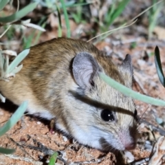 Unidentified Other Small Marsupial (TBC) at Bollards Lagoon, SA - 4 May 2022 by AaronClausen