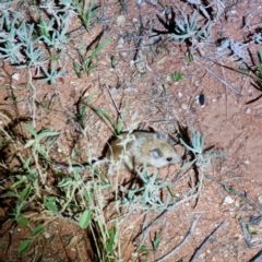 Pseudomys hermannsburgensis at Bollards Lagoon, SA - 4 May 2022 09:14 PM