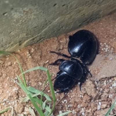 Unidentified Scarab beetle (Scarabaeidae) at Bollards Lagoon, SA - 4 May 2022 by AaronClausen