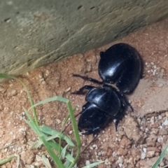 Unidentified Scarab beetle (Scarabaeidae) (TBC) at Bollards Lagoon, SA - 4 May 2022 by AaronClausen