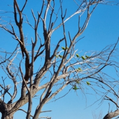 Melopsittacus undulatus (Budgerigar) at Cameron Corner, QLD - 4 May 2022 by AaronClausen