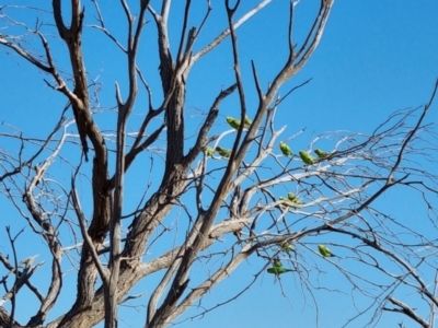 Melopsittacus undulatus (Budgerigar) at Cameron Corner, QLD - 4 May 2022 by AaronClausen