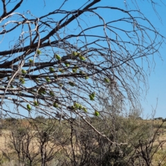 Melopsittacus undulatus at Cameron Corner, QLD - 5 May 2022 09:36 AM