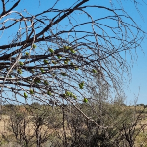 Melopsittacus undulatus at Cameron Corner, QLD - 5 May 2022