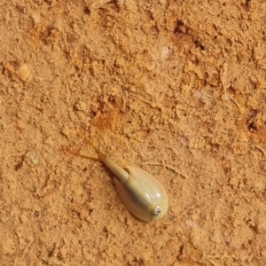 Triops australiensis at Cameron Corner, QLD - 5 May 2022