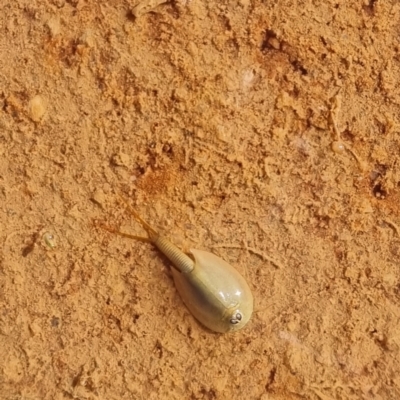 Triops australiensis (Tadpole Shrimp, Shield Shrimp) at Cameron Corner, QLD - 5 May 2022 by AaronClausen