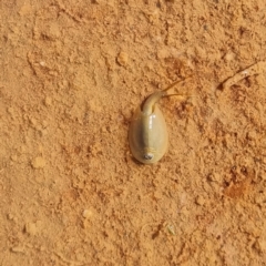 Triops australiensis at Cameron Corner, QLD - 5 May 2022