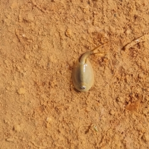 Triops australiensis at Cameron Corner, QLD - 5 May 2022