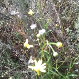 Senecio madagascariensis at Watson, ACT - 9 May 2022