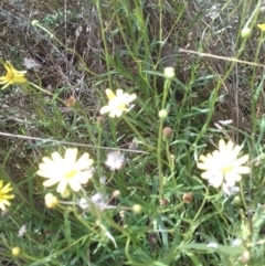 Senecio madagascariensis at Watson, ACT - 9 May 2022 11:16 AM