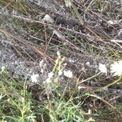 Senecio madagascariensis at Watson, ACT - 9 May 2022 11:16 AM