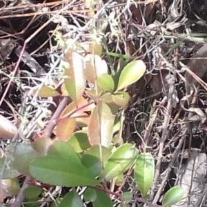 Pyracantha fortuneana at Watson, ACT - 16 May 2022 11:46 AM