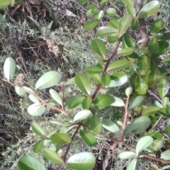 Pyracantha fortuneana at Watson, ACT - 16 May 2022 11:46 AM