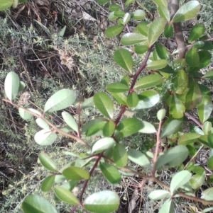 Pyracantha fortuneana at Watson, ACT - 16 May 2022 11:46 AM