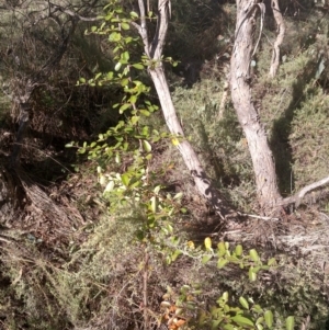 Pyracantha fortuneana at Watson, ACT - 16 May 2022 11:46 AM