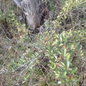 Pyracantha fortuneana at Watson, ACT - 9 May 2022 11:43 AM