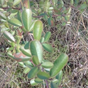 Pyracantha fortuneana at Watson, ACT - 9 May 2022 11:43 AM