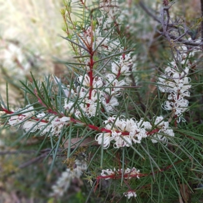 Hakea decurrens subsp. decurrens (Bushy Needlewood) at Black Mountain - 7 May 2022 by MatthewFrawley