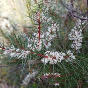 Hakea decurrens subsp. decurrens at Acton, ACT - 7 May 2022