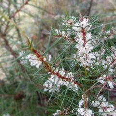 Hakea decurrens subsp. decurrens at Acton, ACT - 7 May 2022