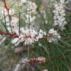 Hakea decurrens subsp. decurrens at Acton, ACT - 7 May 2022 01:51 PM