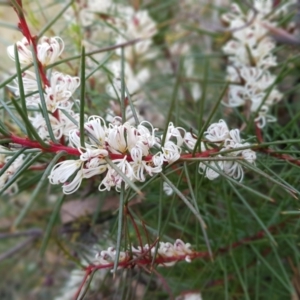 Hakea decurrens subsp. decurrens at Acton, ACT - 7 May 2022