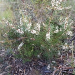 Hakea decurrens subsp. decurrens at Acton, ACT - 7 May 2022