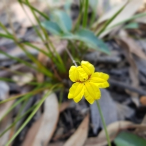 Goodenia hederacea subsp. hederacea at Acton, ACT - 7 May 2022