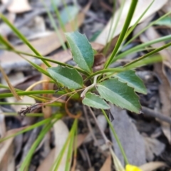 Goodenia hederacea subsp. hederacea at Acton, ACT - 7 May 2022