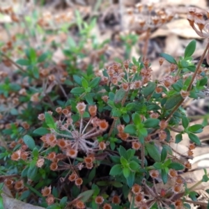 Pomax umbellata at Acton, ACT - 7 May 2022